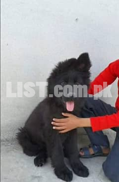 TOP RARE BLACK SHEHPERD PUPPY FOR SALE HERE