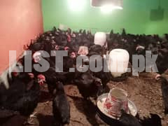 Fertile Egg Lying Australorp Hens And Rooster