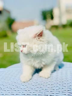 Persian triple coated long hair white brown blue eyes cat male female