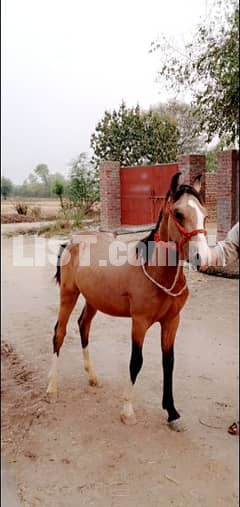 Pure Kula Horse