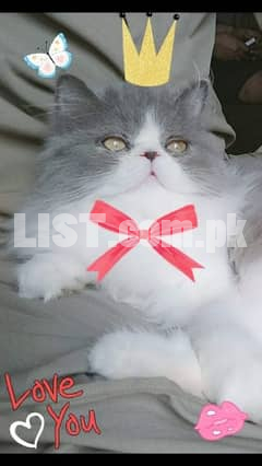 Imported lines kittens COD IN KHI AND HYD