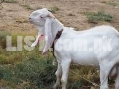 Gulabi goat pair(jori) for sale dono bakra bakri kheri hay