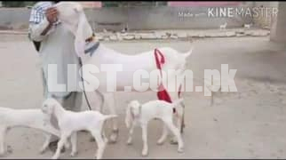 Goat for Sale +92 318 7593516