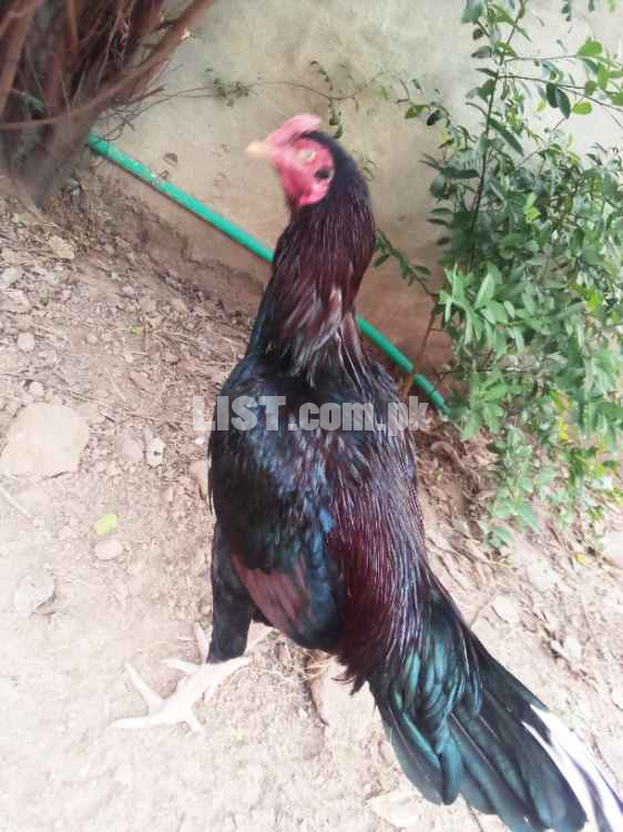 Aseel rooster 7 months old