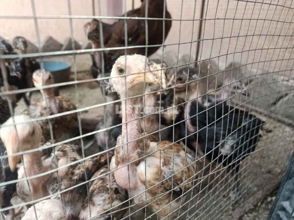 Aseel original fighter breed 2 months chicks for sale