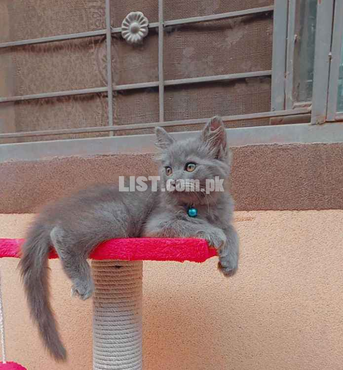 3 month old Persian Male Cat