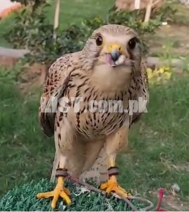 Kestrel Falcon for Sale in Rawalpindi / Islamabad