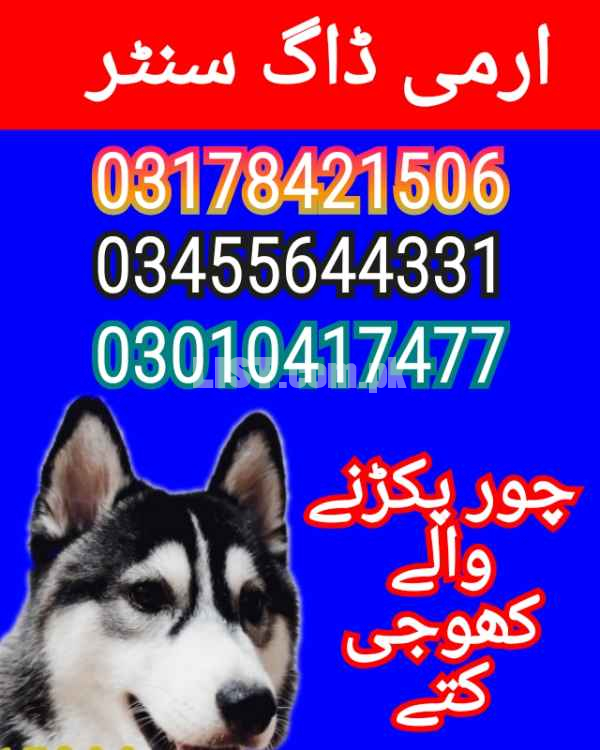 Army dog center karachi
