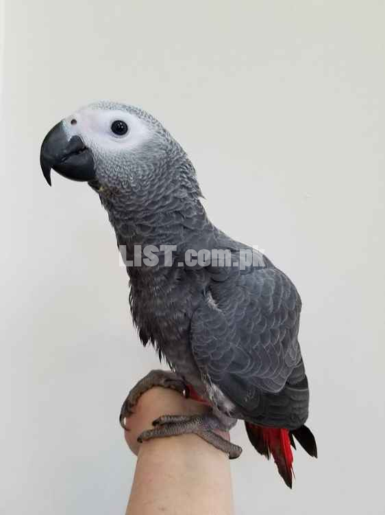 Pair of African Grey parrots