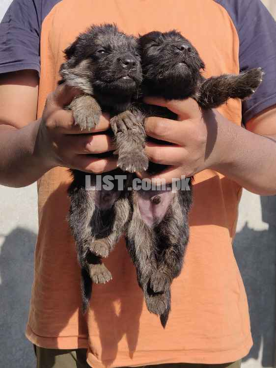 German shepherd puppies