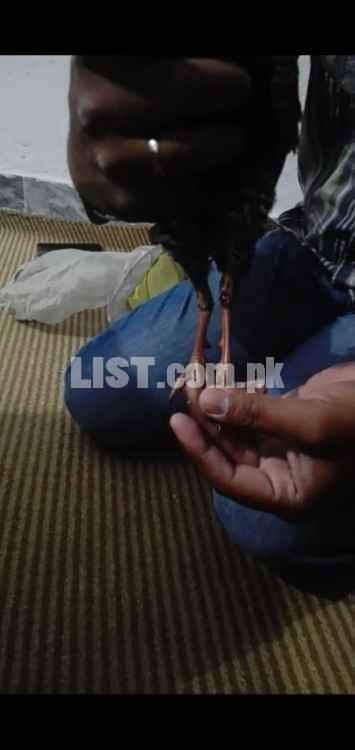i want to sale my black teetar jo intrested ho rabta krain
