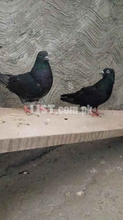 Pure black pigeons