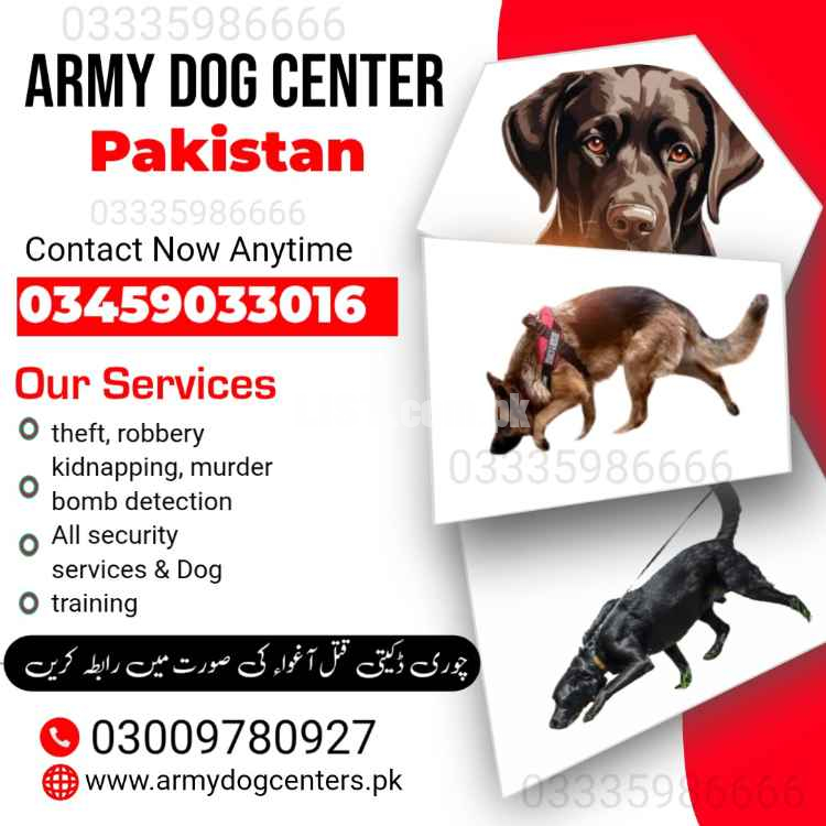 Army Dog Center Attock 0300–9195279 Khoji Dog In Attock