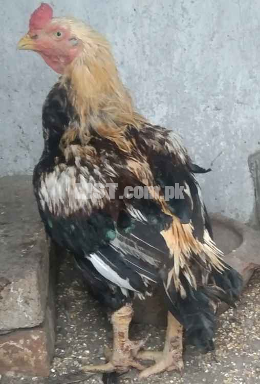 Hens and aseels