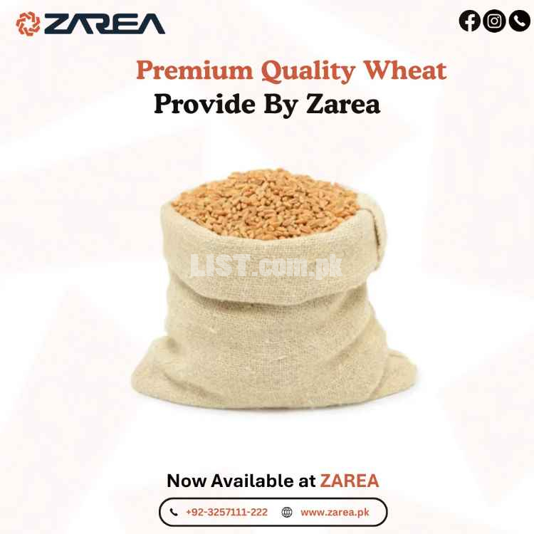 Wheat Avaliable at | ZAREA LIMITED |