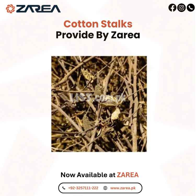Cotton Stalks Available at | ZAREA | Cotton Stalks Available at | ZAREA |