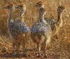 Ostrich chicks  for sale
