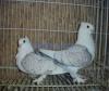 Sattinets pigeons for sale