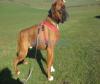 boxer dog male for sale