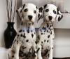 pair of dalmatian dogs for sale