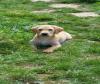 Labrador pedigree pup