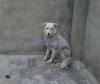 Russian Samoyed dog