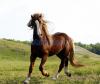 Horse - Stallion pure breed