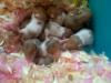 Syrian Hamster pair and babies