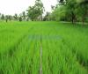 Agriculture Land near Mureedwala and Samundry Rajhana Road