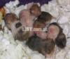 Hamster babies FOR SALE