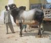 KACHAN THARI BREED Bull for sale.