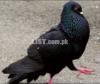 Black fancy pigeon