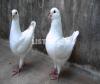 White pigeons pair