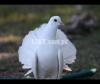 Female fantail PIGEON