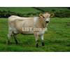 Jursee cow available