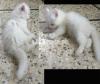 Persian triple coat kittens