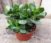 Money plant. AVAILABLE