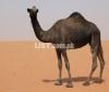 Black camel FOR SALE