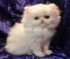 White Persian cat odd eyes