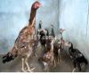 Aseel hens and Turkey birds