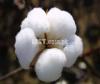 Cotton crop for sell best quality