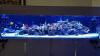 8ft 1000litres automatic marine salt water aquarium