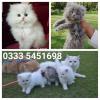 Fluffy PeRsian Adorable Baby's "