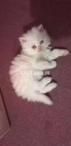 persian kittens available. 20,000 each