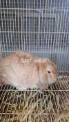 Exotic lop breed