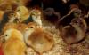 1 Week Old RIR Chicks for Poultry Farmers & Hobbyists-95% Survival