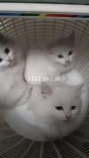3 Persian kittens