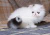 گوجرانوالہ میں کسی کو persian نسلی بلی کے بچے لینے ہو تو را�