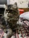 Pure persian triple coated punch face black male cat