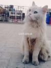 Percian breeder cat